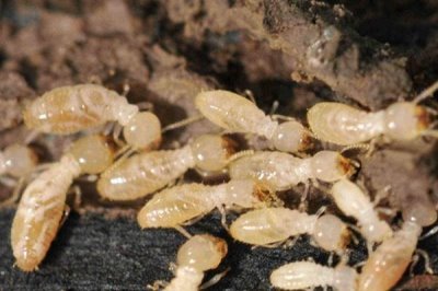 怎么消灭有翅膀的白蚁,可用高压黑光灯进行诱杀