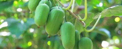 小猕猴桃的产地，我国各地均有分布