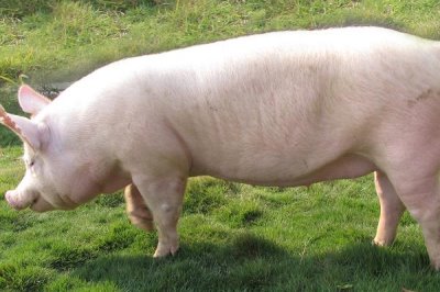 猪感冒不吃食怎么办,要根据兽医的提示来给猪喂食感冒药