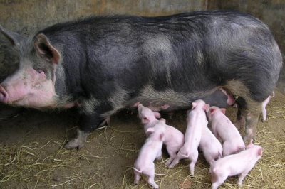 母猪妊娠诊断的常用方法,常采用外部观察法、直肠触诊法、超声波诊断法等