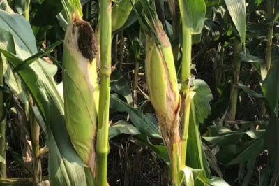 G1969玉米种子简介,中抗小斑病