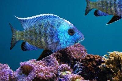 鱼的特征,都用鳃呼吸的