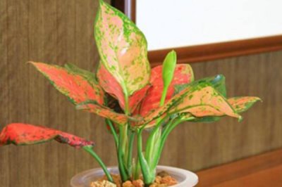 如意皇后叶子发黄怎么办，找准原因综合防治