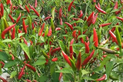 朝天椒种植密度，需合理选择栽种密度