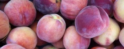 水蜜桃的种植技术,基肥提倡冬肥秋施