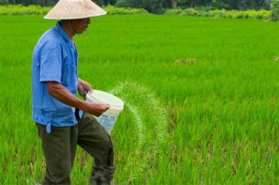 撒化肥三天下雨是否还有效，肥效一般不会消失