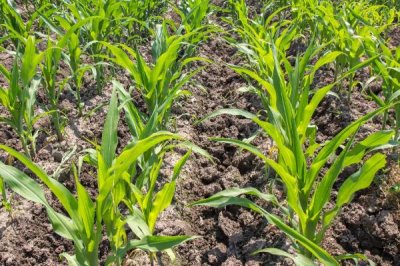 赛德7号玉米种子介绍,适宜播期4月下旬至5月上旬