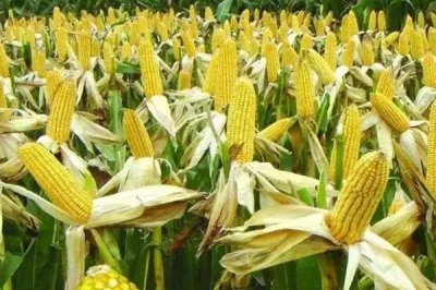 兴科3玉米种子简介，中抗穗腐病