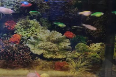 斑马鱼和孔雀鱼能混养吗，斑马鱼和孔雀鱼可以一起养