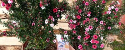 松红梅的花期，从11月份可持续到次年的5月份