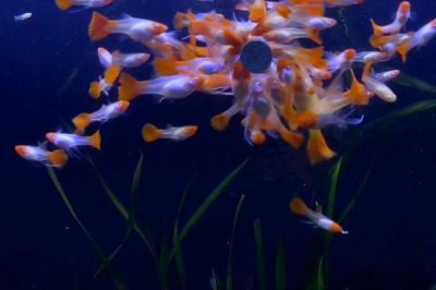 孔雀鱼上浮的原因,可能是缺氧或烂鳃病导致的