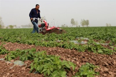 钾肥有效施需留心哪些方面,需留心土壤、作物和施肥技术