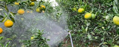 有哪些叶面肥，常见的有尿素、过磷酸钙等