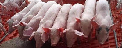 仔猪几天可以撤保温灯,出生30天后可以撤掉