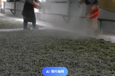 怎么养蚕,先将蚕具和蚕室进行彻底消毒