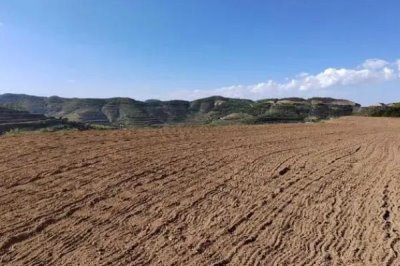 如何培育良种枇杷,关键是要修枝促梢