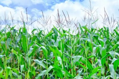 T48玉米种简介，选用中等肥力以上地块种植
