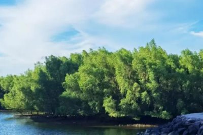 哪种生物群落有海上森林之称,是指红树林