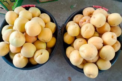 香白杏的价格,一斤需要1.5-5元左右