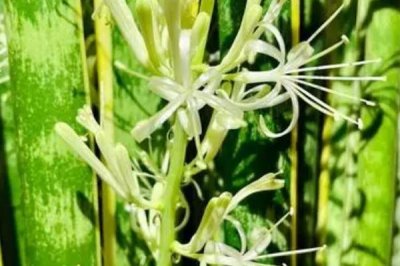 虎皮兰开花后的外观,花朵呈簇生状、颜色为白色或淡绿色