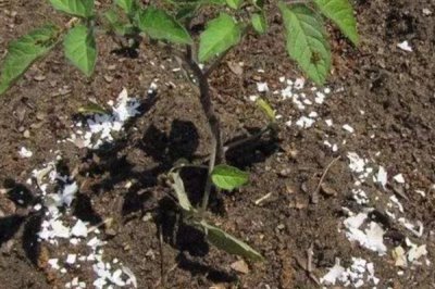 生物钾肥有什么作用,有强大的活化能力