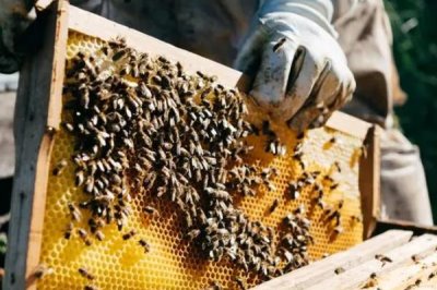 一斤花粉可以喂多少蜂，根据蜂种、气候、蜜源等确定