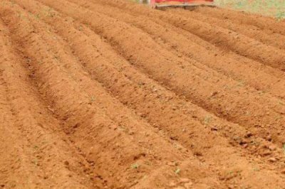 地瓜的高产种植技术,通常用直播