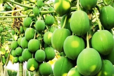 番木瓜的采摘方法,通常都是人工采收