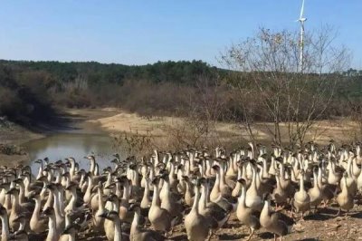 大雁的养殖方法,可在养殖舍内圈养