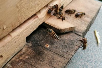 怎么防止蜂王逃跑，每群只有一只蜂王