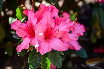 杜鹃花的花语，寓意繁荣昌盛、真诚的爱等
