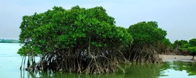 哪种生物群落有海上森林之称,是指红树林