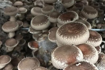 哪些因素会影响香菇的品质,水分、光照、温度等因素均会造成影响