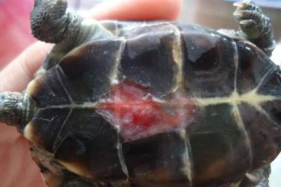 乌龟冬眠时皮肤变红的原因,可能是患有烂甲病或垫材掉色导致