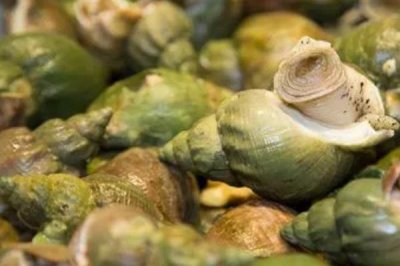 翡翠螺的产地,主产于大西洋西部海域