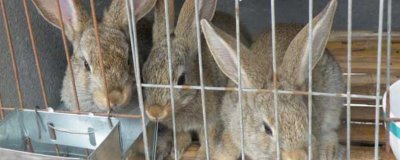 思麻兔的养殖前景,生产能力强且养殖利润高