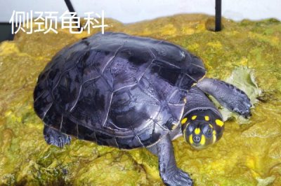 龟的种类,共有这12科