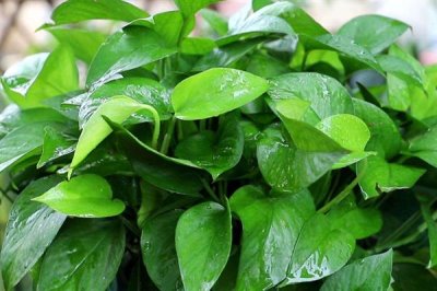 什么是绿萝,是天南星科麒麟叶属植物