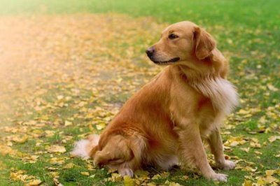 狗胀气的原因,可能是饮食不当或缺乏运动等