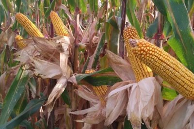 齐玉279玉米种子特征特性,出苗后及时防治灰飞虱