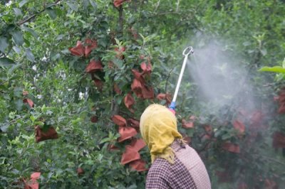 苹果为什么会出现裂纹，通常是因为患有苹果裂纹病