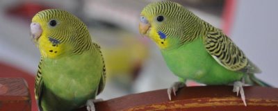 虎皮鹦鹉适合群养还是成对养,成对养一般会更加合适