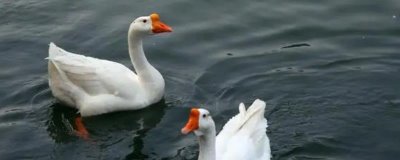 肉鹅的综合养殖技术,1月龄要全天放牧