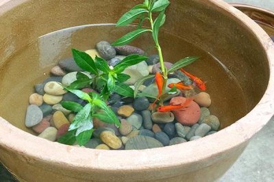 大水缸养鱼养得活吗,广温性鱼类可以养活