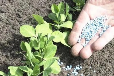 反季节蔬菜的施肥要点,应重施有机肥、合理选择肥料类型并确定用量