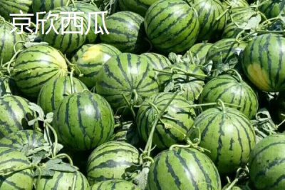 大型西瓜品种,这些品种最大可达40斤