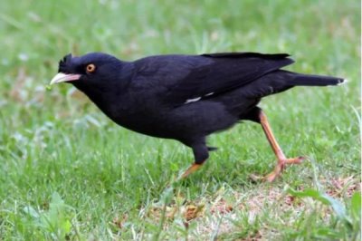 八哥拉稀怎么治疗,及时服用止泻药