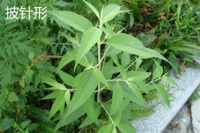 树叶颜色有哪些，常见的有绿色、金黄色、红色等