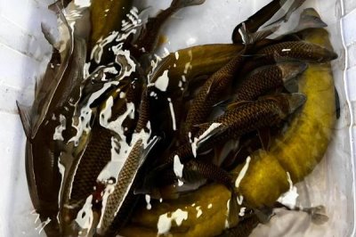 山坑鳗的产地分布,分布于太平洋、印度洋、大西洋等地