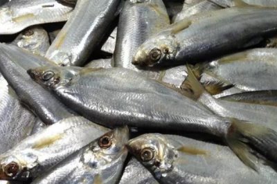 我国最贵的十大淡水鱼，前三分别为云南裂腹鱼、长江刀鱼、鳇鱼